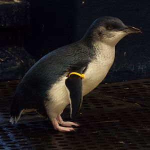 Little Blue Penguin - Weymouth Sea Life