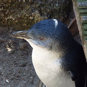 Little Blue Penguin - Weymouth Sea Life