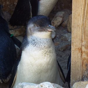 Little Blue Penguin - Weymouth Sea Life