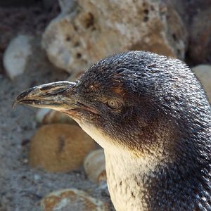 Little Blue Penguin - Weymouth Sea Life