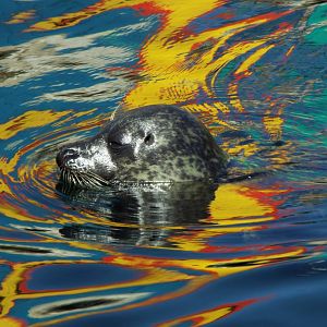 Common Seal - Weymouth Sea Life