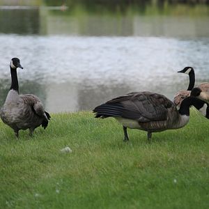 Canada geese (Branta canadensis)