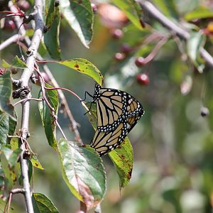 Monarch (Danaus plexippus)