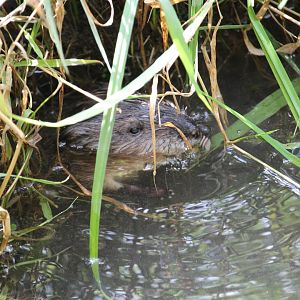 Muskrat (Ondatra zibethicus)