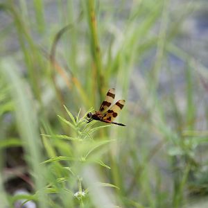 Halloween pennant (Celithemis eponina)