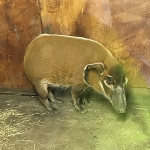 Red river hog