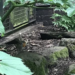 Wild robin in diana monkey cage