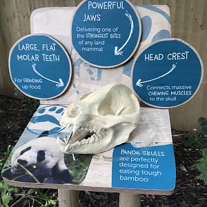 Giant panda skull signage