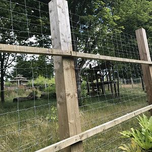 Male giant panda “Yang guang” well hidden in his paddock