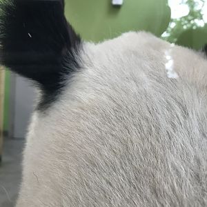 Female giant panda “Tian Tian”