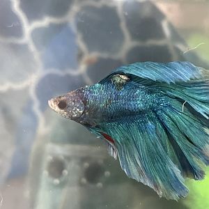 My betta Luna tuna