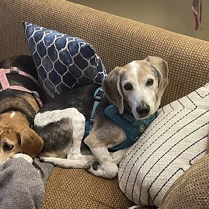 My pups Willie and Zoey