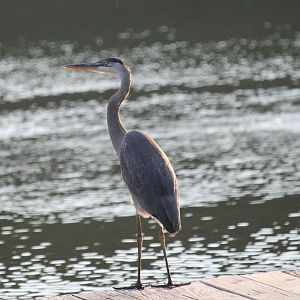 Great Blue Heron (Ardea herodias)