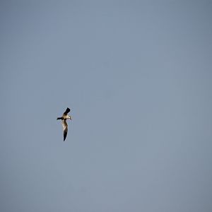 Caspian Tern (Hydroprogne caspia)