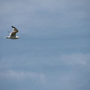Ring-billed gull (Larus delawarensis)