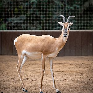 Soemmerring’s Gazelle