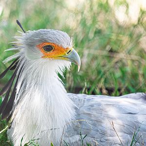 Secretarybird