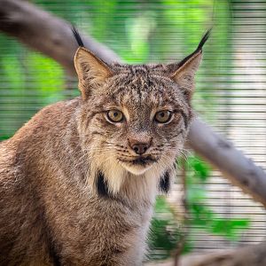 Annie the Canadian Lynx