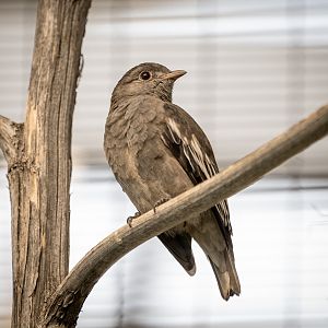 Pompadour Cotinga(female)