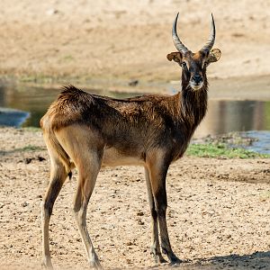 Nile Lechwe(male)