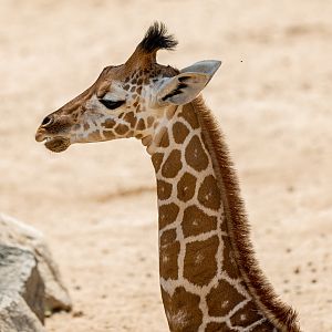 Generic Giraffe calf