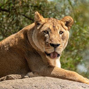Etosha the African Lion