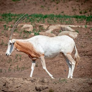 Scimitar Horned Oryx