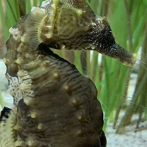 Tiger Tail Seahorse (Hippocampus comes)