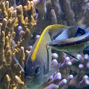 Swallowtail Angelfish (Genicanthus caudovittatus)