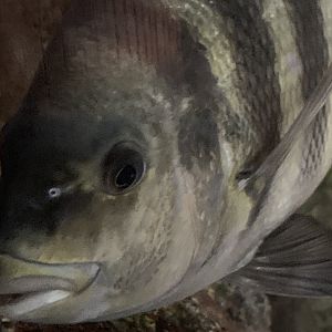 Sheepshead (Archosargus probatocephalus)