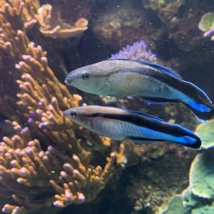 Bluestreak Cleaner Wrasse pair (Labroides dimidiatus)