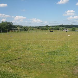 Enghave Dyre- og Naturpark - Deer exhibit