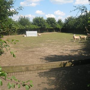 Enghave Dyre- og Naturpark - Danish landrace sheep exhibit
