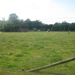 Enghave Dyre- og Naturpark - Valais blackneck goat exhibit