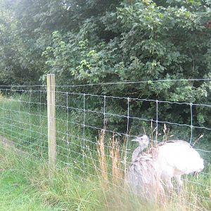Enghave Dyre- og Naturpark - Rhea exhibit
