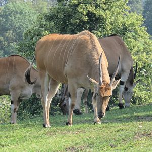 Common Eland