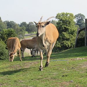 Common Eland