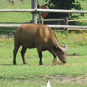 Congo Buffalo