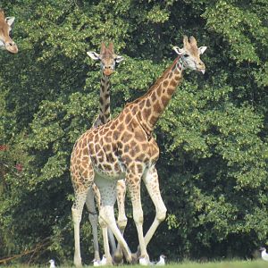Rothschild’s Giraffe