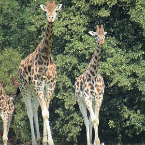 Rothschild’s Giraffe