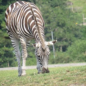 Plains Zebra