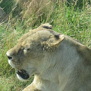 African Lion