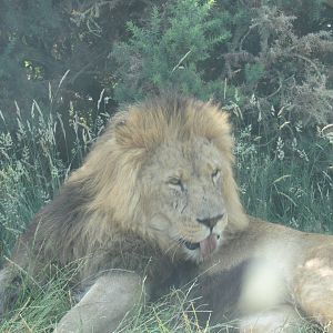 African Lion