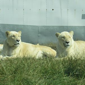 White African Lion