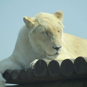 White African Lion