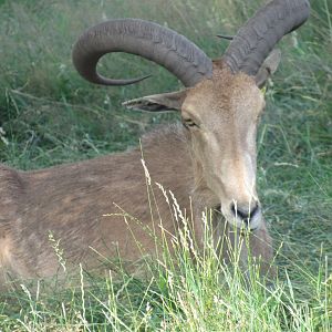 Barbary Sheep