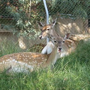 Persian Fallow Deer