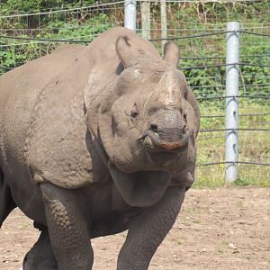 Indian Rhinoceros