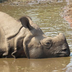 Indian Rhinoceros