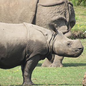 Indian Rhinoceros